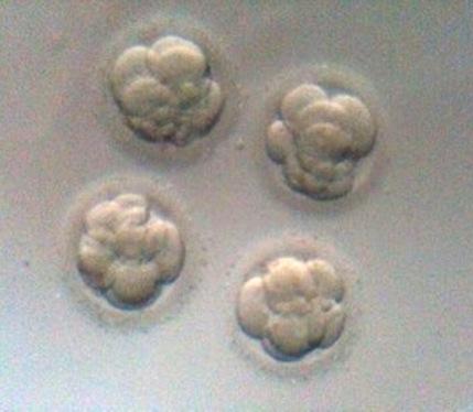 Not super-clear--taken w/cell phone instead of scanned--but here they are: 9 cell, 8, 7, & 6.