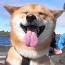Not my dog but love the Shiba's smile :)