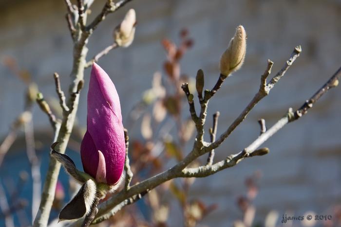 Saucer Magnolia about to bloom