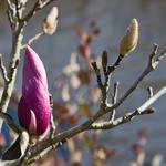 Saucer Magnolia about to bloom