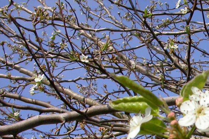 Flowering Pears about to bloom!