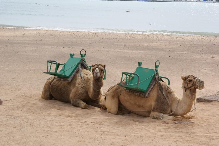 Even the camels like the beach here