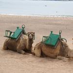 Even the camels like the beach here