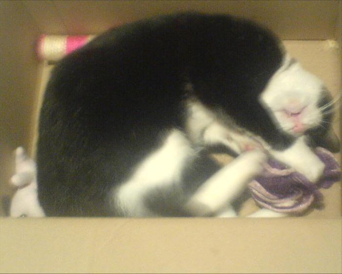 Felix Playing In The Toy Box