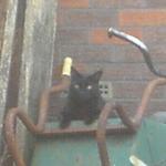 Oscar Chilling Out On An Old Wheel Barrow