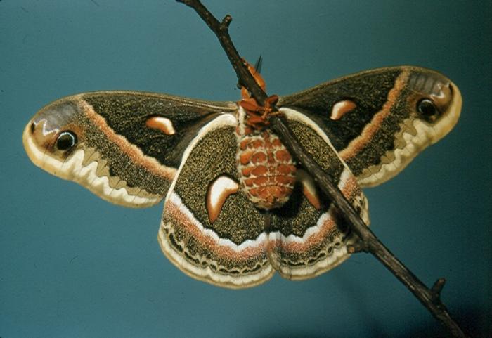 Female Cecropia Moth.