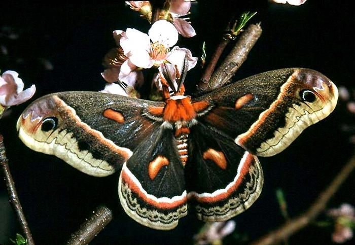 Cecropia Moth, photograph taken by Philip Bergh.