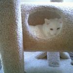 Fluffy climbed into the lower level of his cat tree after pulling out a toy.