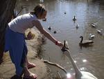 Kayla feeding the swans