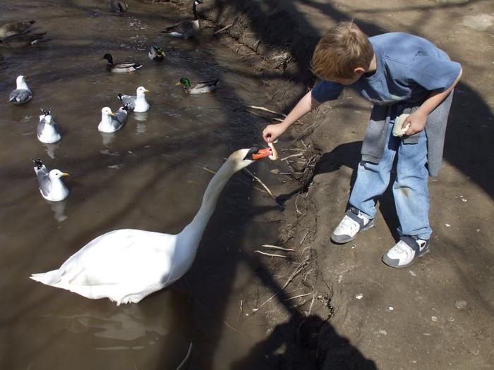 Gabe feeding the swans