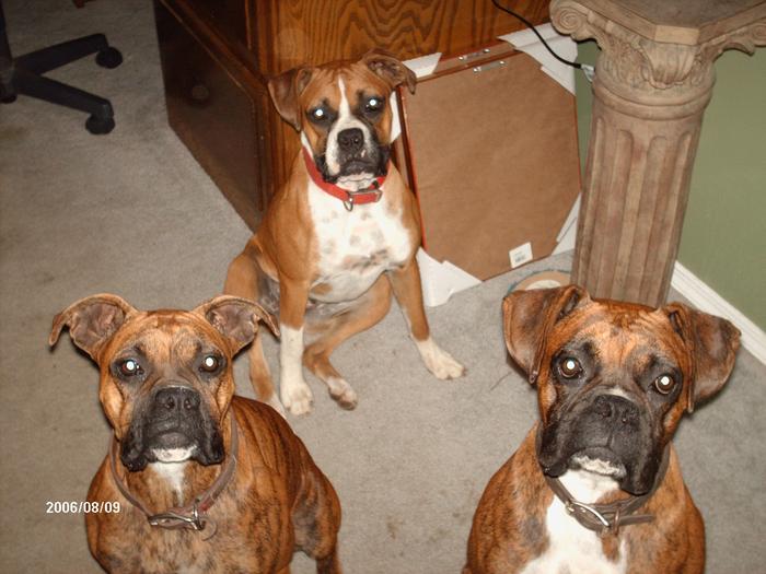 This is our three very spoiled Boxers!!