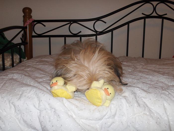 Rawhide hiding his face in embarrassment about his duckie slippers
