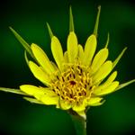 A favorite, the "Goatsbeard" is the first wildflower I ever identified years ago.