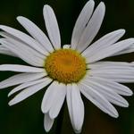 The "English Daisy" with dark background.