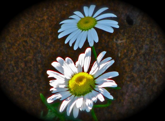 English Daisy's with wood background.