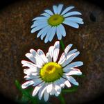English Daisy's with wood background.