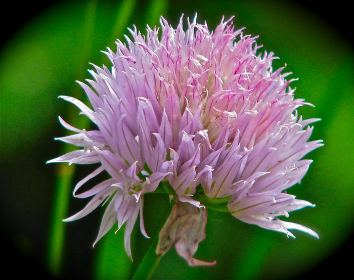 This is the "Siberian Chive".