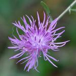 The "Canada Thistle".