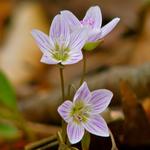 The "Northern Wood Sorrel". The tiny, dainty flower is another favorite of mine.
