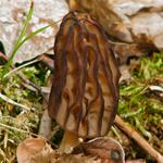 The "Black Morel" mushroom is IMHO the tastiest variety with a nutty/beefy flavor. 