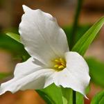 My all time favorite the "Trillium"! I love this flower and have dozens of pics, each different.