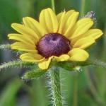 The "Prairie Sunflower" taken last early summer