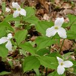"Trillium's" are among the 1st Spring wildflower. It's why I like it so much I guess. Sweet Spring!