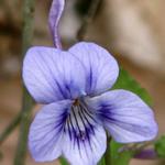 The "Long-spurred Violet", as the long spur in the back of the flower suggests.
