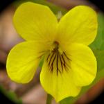 The delicate "Downy Yellow Violet"