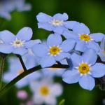 The "Forget-me-not".