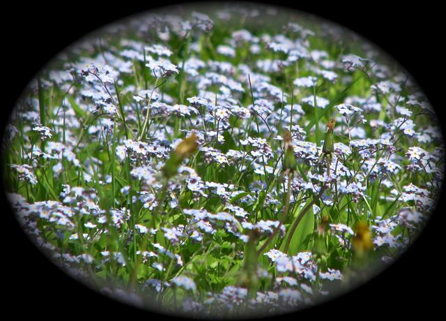 A field of the micro "Forget-me-not".