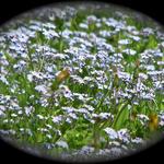 A field of the micro "Forget-me-not".