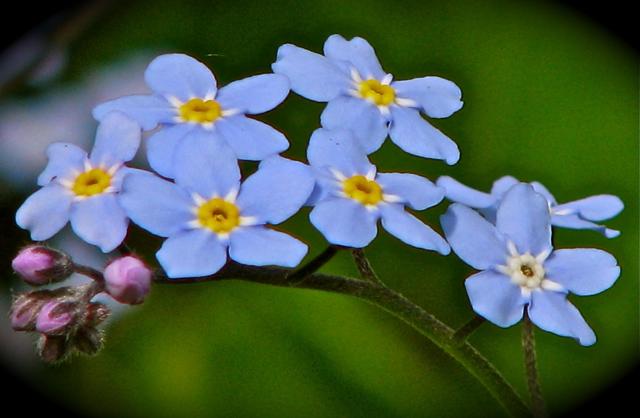 Another view of the lovely blue "Forget-me-not".