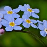 Another view of the lovely blue "Forget-me-not".