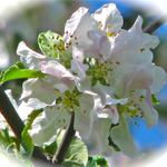 My "Apple Blossom's"