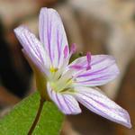 Side view of the "Northern Wood Sorrel".