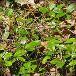 The "Wintergreen" is the very 1st plant I identified years ago. It's leaves taste like Wintergreen. 