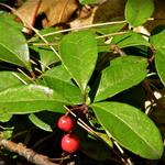 Wintergreen contains Salicylic acid (Aspirin). It's a flavoring for candy, gum and medicine too.