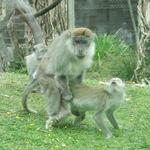 Monkeys having fun on our visit to the Isle Of Man