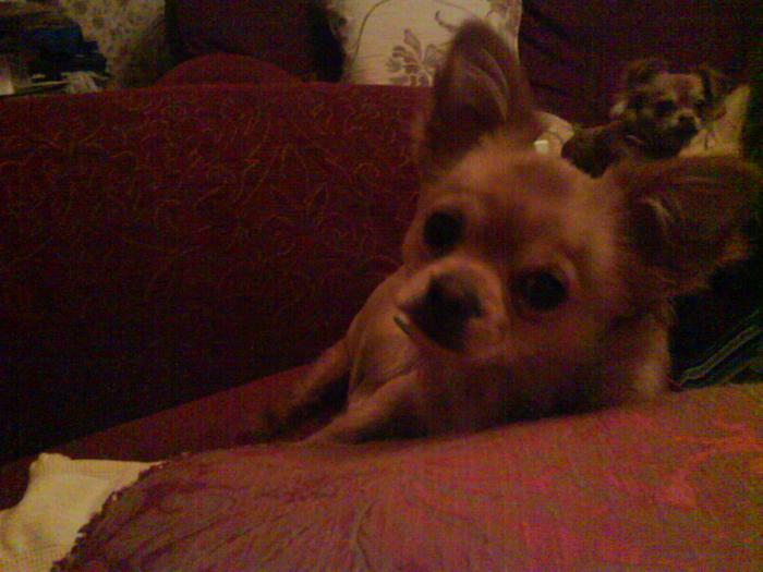 My Chihuahua Alfie