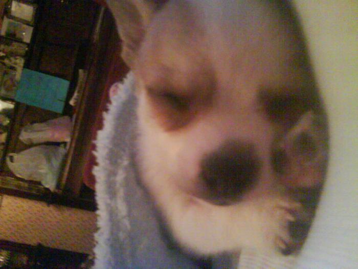 My Chihuahua Frankie