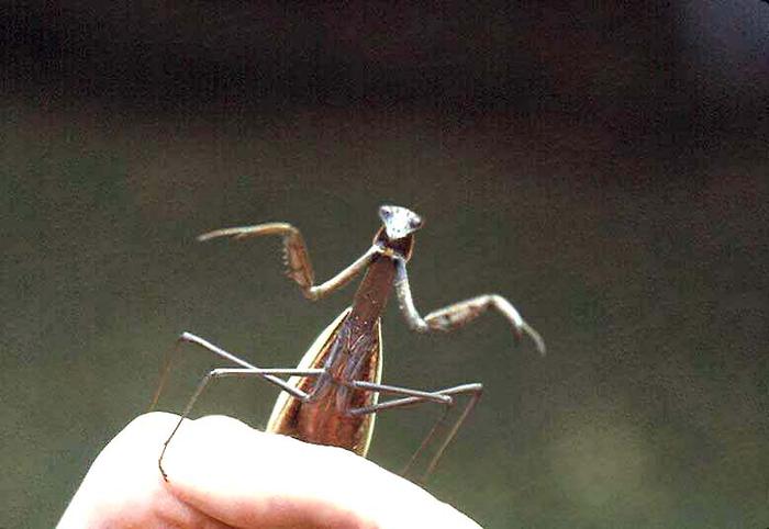 BB with wary Praying Mantis- one of my favorite insects!