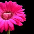 pink daisy with heart 