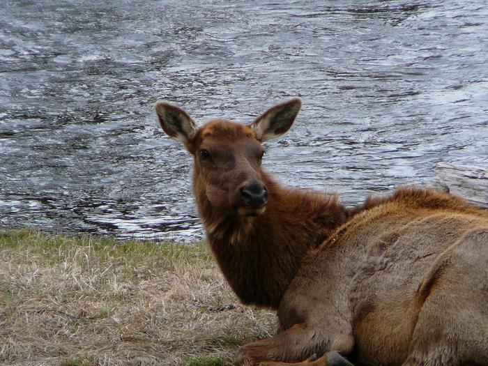An Elk in Yellowstone