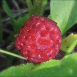 The "Wild Strawberry" may be small, but she packs 10 times the flavor of her domesticated cousin!!