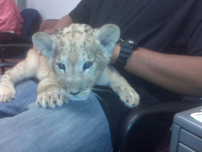 nothing better then a lion...(dont tell my tigers!!)