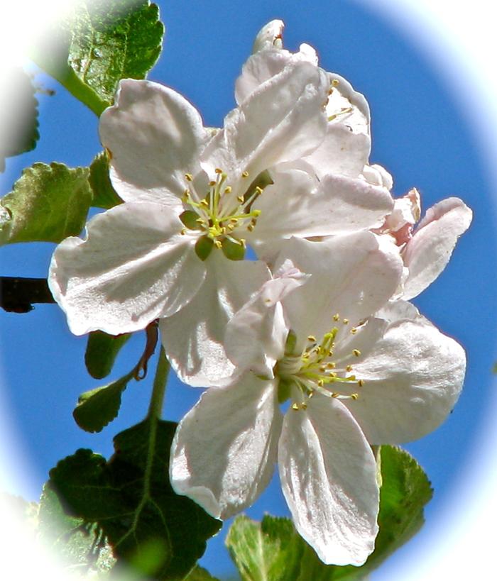 "Apple Blossom's"