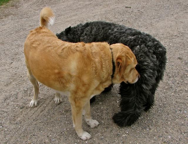 Cas finally found another doggy her size. A Bouvier, & it looks like loooove!! lol