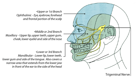 Trigeminal Nerve Diagram