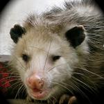 Found this Opossum by my woodpile. 